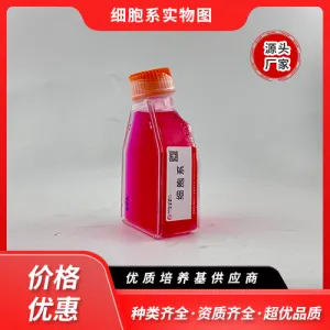 PK-1（人胰腺导管腺癌细胞）